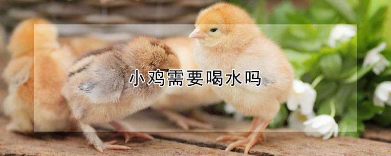 小鸡需要喝水吗