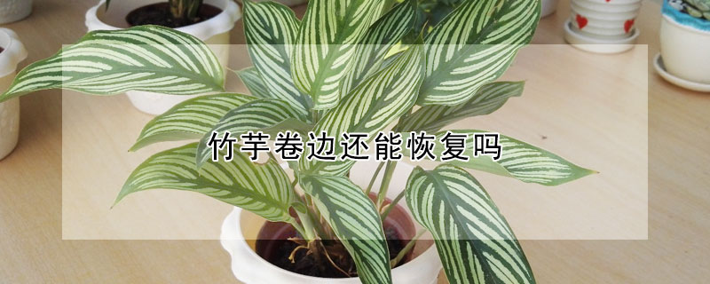 竹芋卷边还能恢复吗