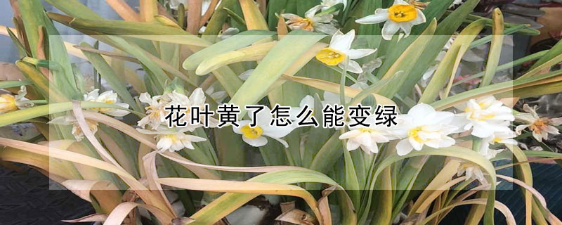 花叶黄了怎么能变绿