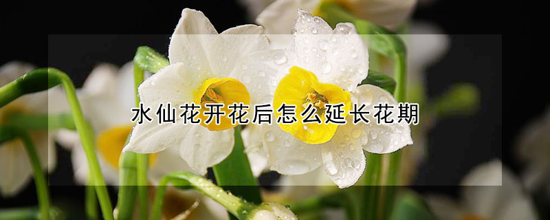 水仙花开花后怎么延长花期