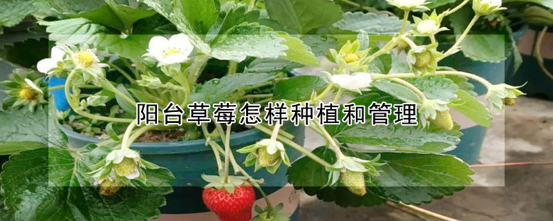 阳台草莓怎样种植和管理