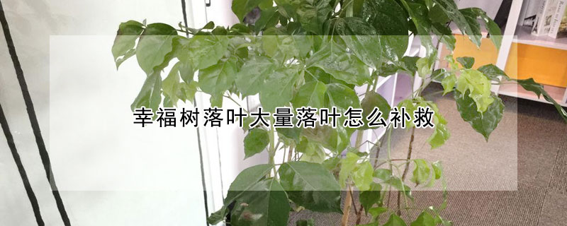 幸福树落叶大量落叶怎么补救