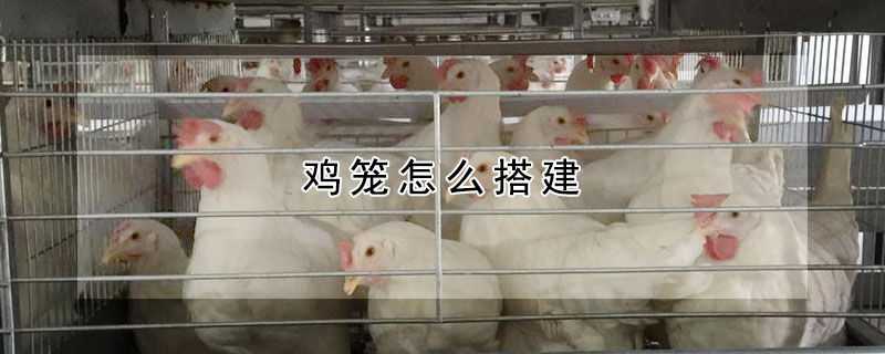 鸡笼怎么搭建