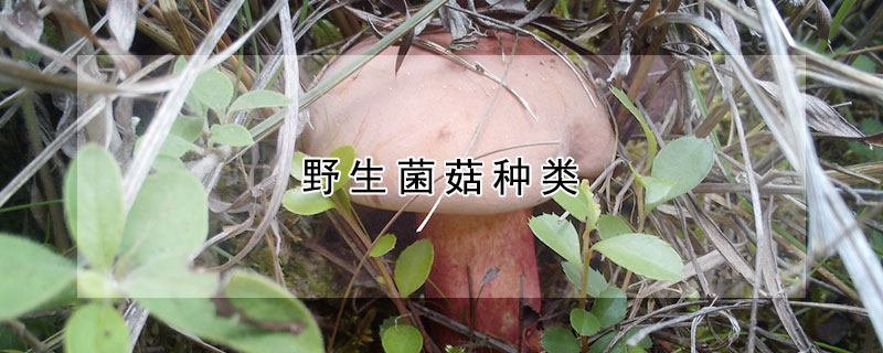 野生菌菇种类