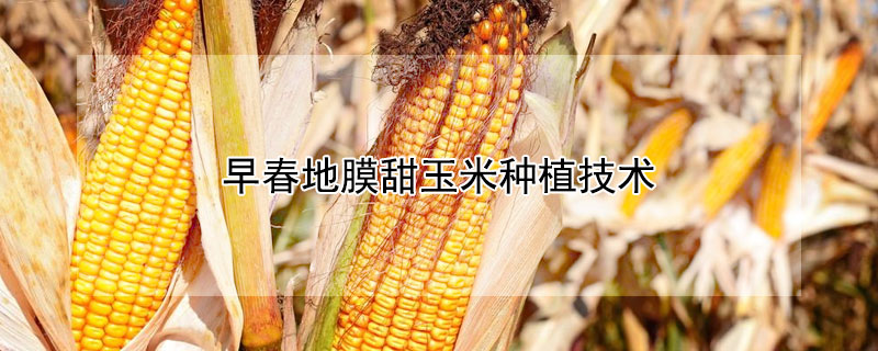 早春地膜甜玉米种植技术 —【发财农业网】