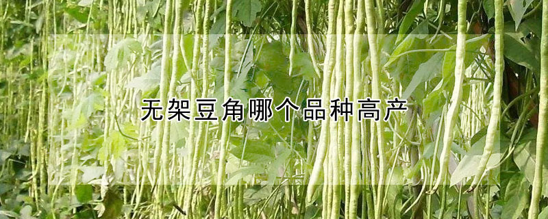 无架豆角哪个品种高产