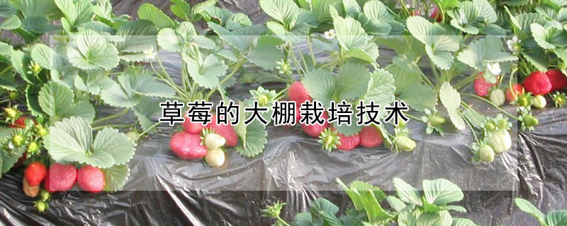 草莓的大棚栽培技术