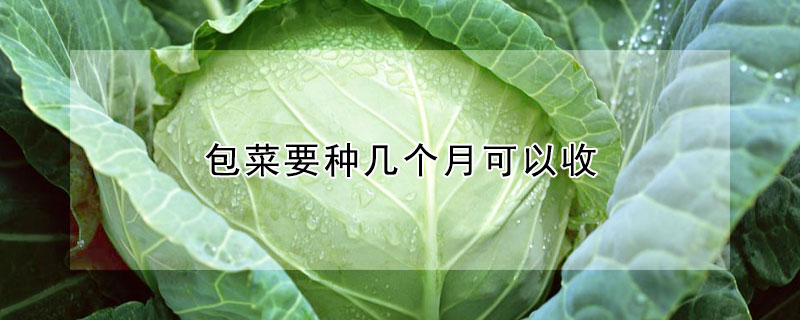 包菜要种几个月可以收