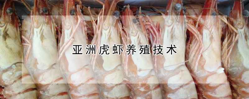 亚洲虎虾养殖技术