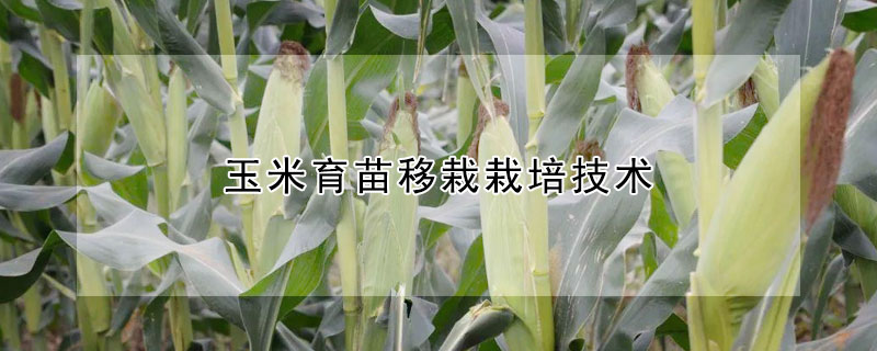 玉米育苗移栽栽培技术