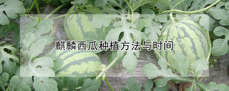 麒麟西瓜种植方法与时间