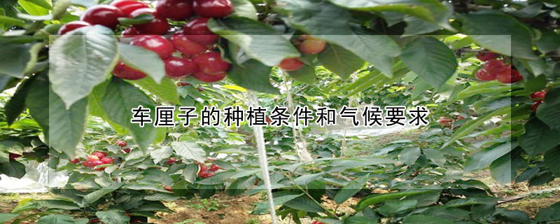 车厘子的种植条件和气候要求