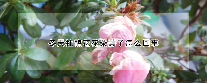 冬天杜鹃花花朵蔫了怎么回事