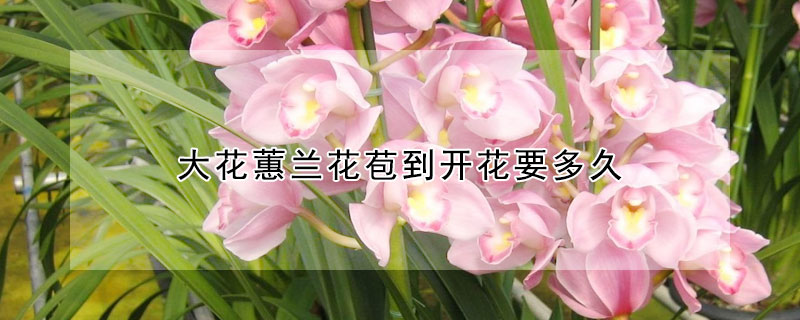 大花蕙兰花苞到开花要多久