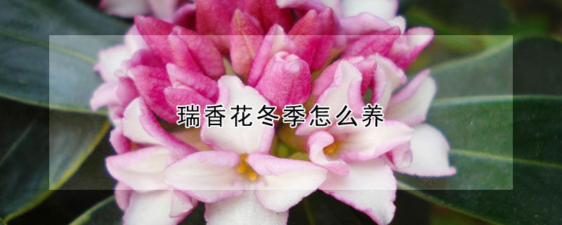 瑞香花冬季怎么养