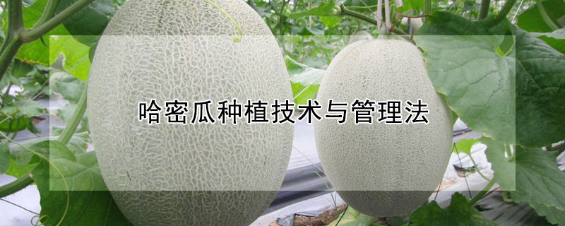 哈密瓜种植技术与管理法