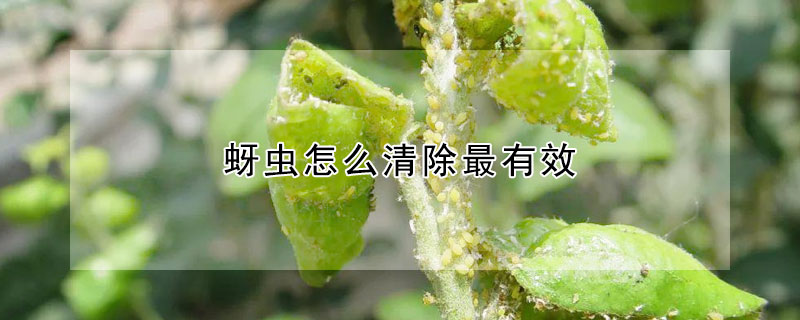 蚜虫怎么清除最有效