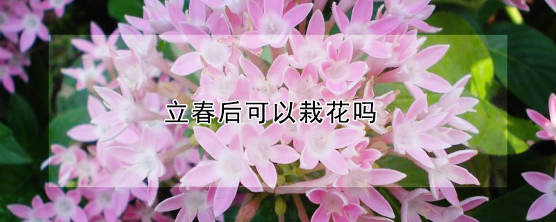 立春后可以栽花吗