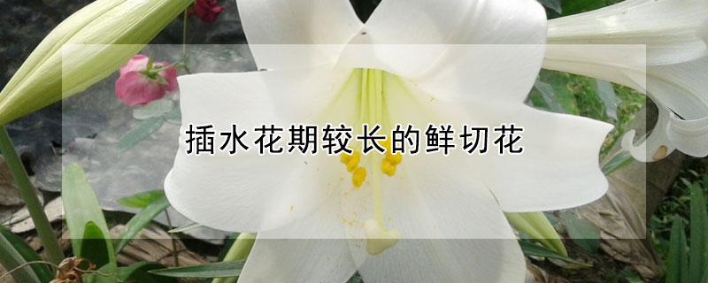 插水花期较长的鲜切花