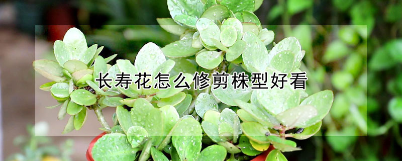 长寿花怎么修剪株型好看