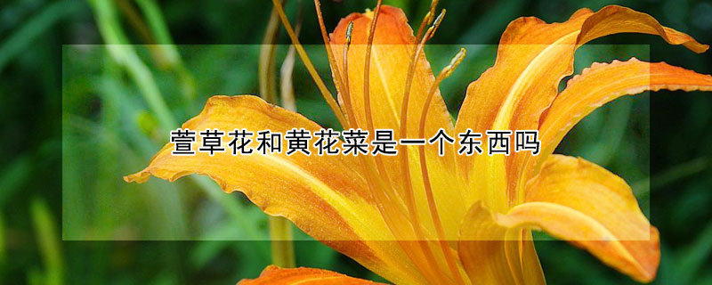 萱草花和黄花菜是一个东西吗