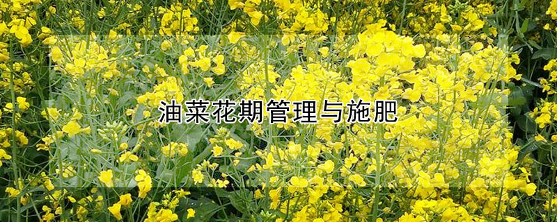 油菜花期管理与施肥