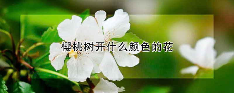 樱桃树开什么颜色的花