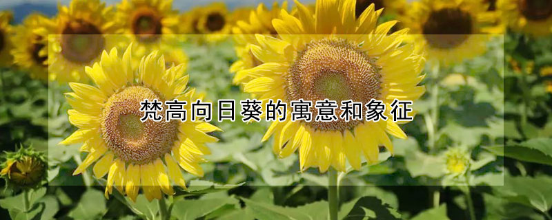 梵高向日葵的寓意和象征