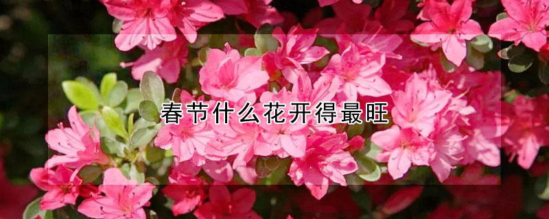 春节什么花开得最旺