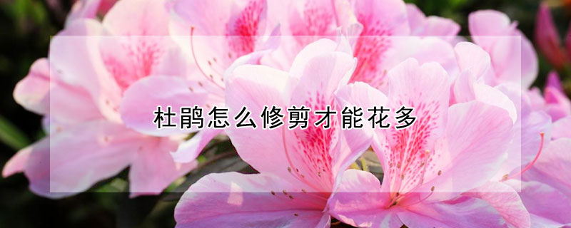 杜鹃怎么修剪才能花多