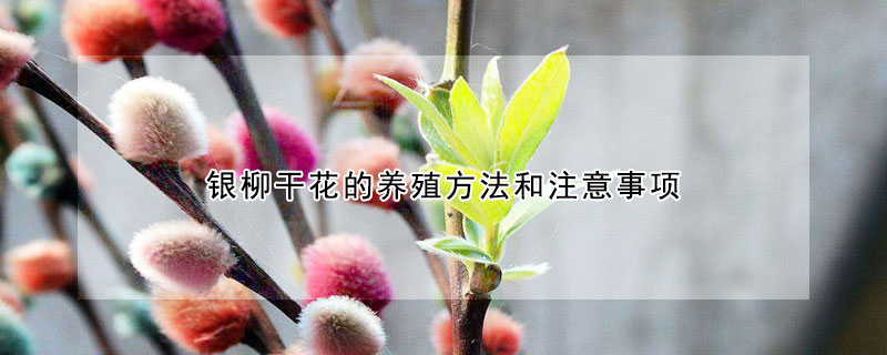 银柳干花的养殖方法和注意事项