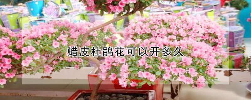 蜡皮杜鹃花可以开多久