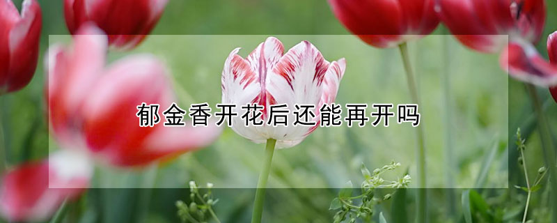 郁金香开花后还能再开吗