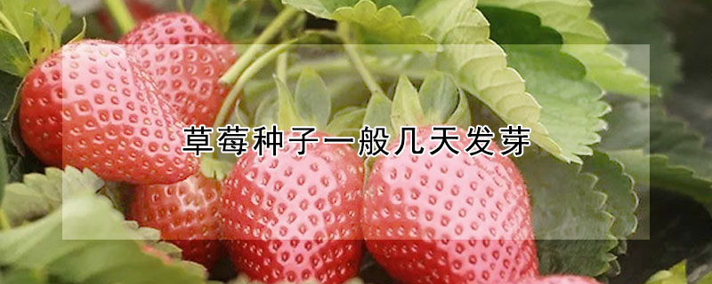 草莓种子一般几天发芽