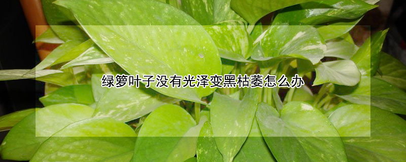 绿箩叶子没有光泽变黑枯萎怎么办