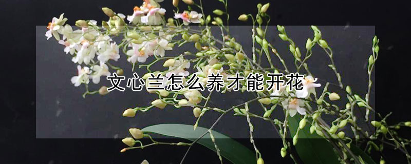 文心兰怎么养才能开花