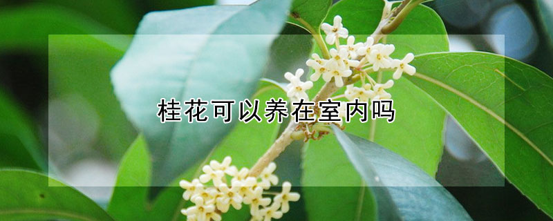 桂花可以养在室内吗