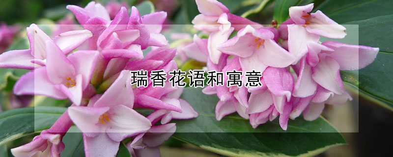 瑞香花语和寓意