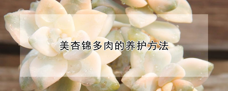 美杏锦多肉的养护方法