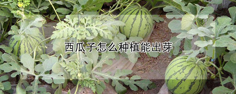 西瓜子怎么种植能出芽