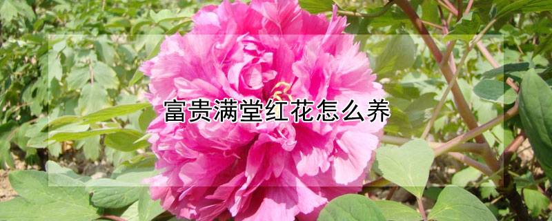 富贵满堂红花怎么养