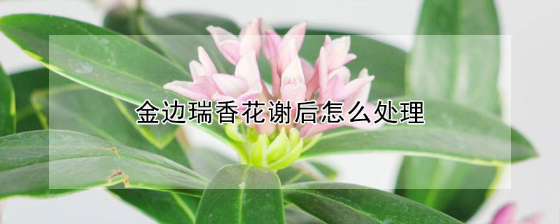 金边瑞香花谢后怎么处理