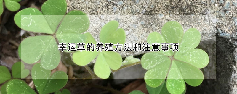 幸运草的养殖方法和注意事项