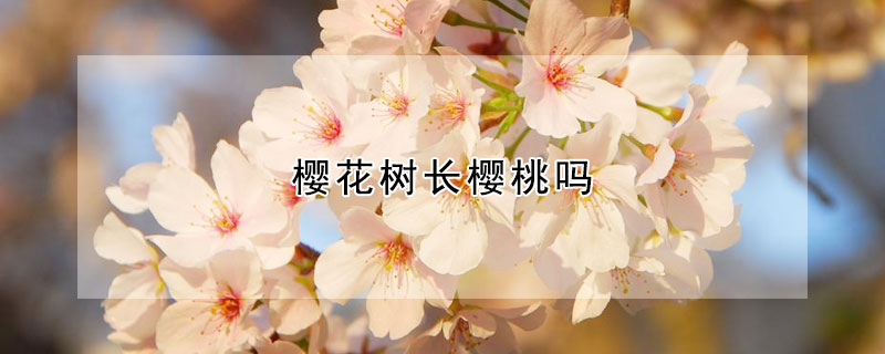 樱花树长樱桃吗