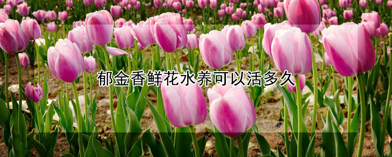 郁金香鲜花水养可以活多久