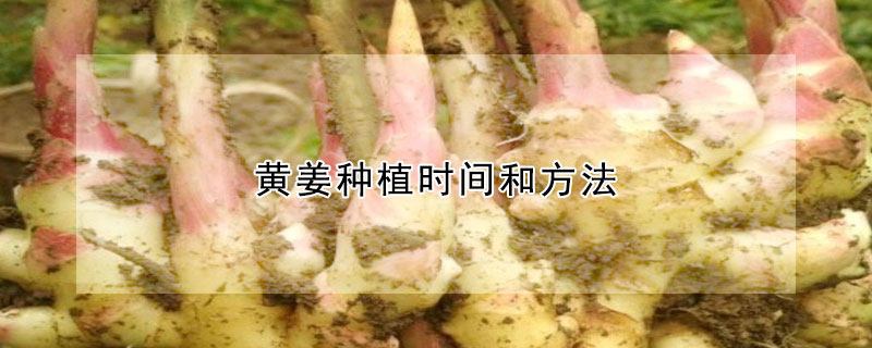 黄姜种植时间和方法