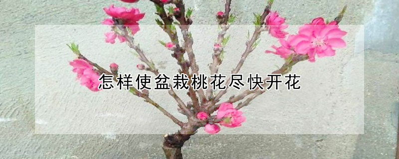 怎样使盆栽桃花尽快开花