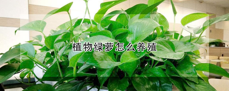 植物绿萝怎么养殖