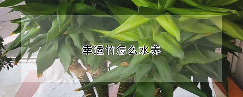 幸运竹怎么水养