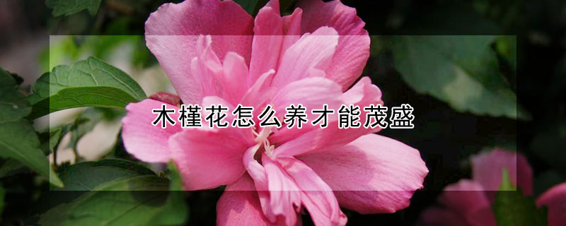 木槿花怎么养才能茂盛